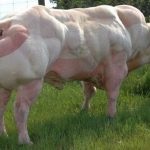 Rase de vaci și tauri de carne direcție, caracteristici bovine