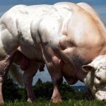 Rase de vaci și tauri de carne direcție, caracteristici bovine