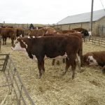 Rase de vaci și tauri de carne direcție, caracteristici bovine