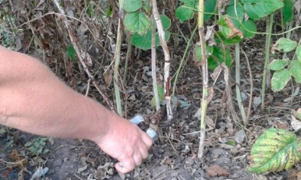 Plantarea de coacăze în toamnă cu răsaduri