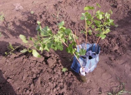 Plantarea de coacăze în toamnă cu răsaduri