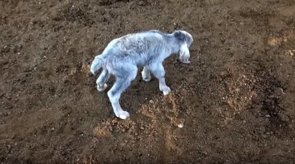 Imagini amuzante și amuzante de pisici și câini de animale! Numai cea mai bună fotografie! Pagina 2