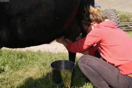 Cowhed-ul corect și eficient