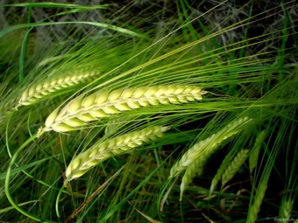 Modalități de creștere a randamentului culturilor de cereale, portalul agrar rusesc