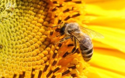 Creșterea albinelor pentru videoclipurile începătorilor