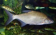 Fish bream, pescuit, pescuit, pește, rețete