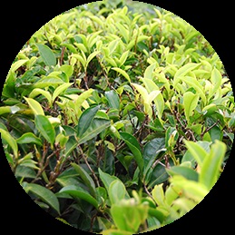 Ceai organic Richman - ce arată o plantație ecologică