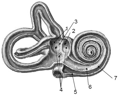 Desene pe tema organului de audiere