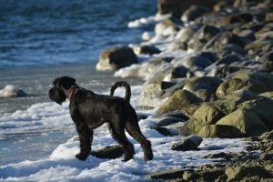 Óriás Schnauzer - fotó, a fajta leírása, kiskutyák (ár és hol lehet megvásárolni), 