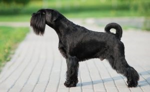 Giant Schnauzer - fotografie, descrierea rasei, pui (preț și unde să cumpere), 