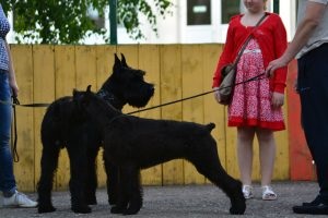 Óriás Schnauzer - fotó, a fajta leírása, kiskutyák (ár és hol lehet megvásárolni), 