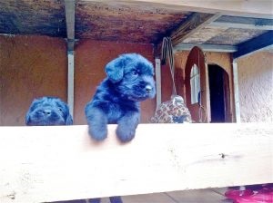 Giant Schnauzer - fotografie, descrierea rasei, pui (preț și unde să cumpere), 