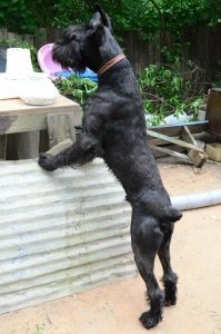 Giant Schnauzer - fotografie, descrierea rasei, pui (preț și unde să cumpere), 