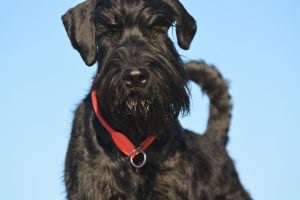 Giant Schnauzer - fotografie, descrierea rasei, pui (preț și unde să cumpere), 