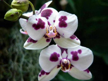 Patria orhideelor ​​de interior, principalele secrete ale îngrijirii pentru ele