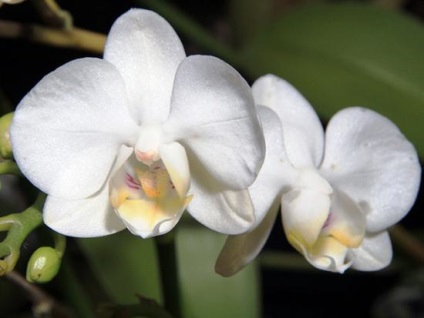 Patria orhideelor ​​de interior, principalele secrete ale îngrijirii pentru ele