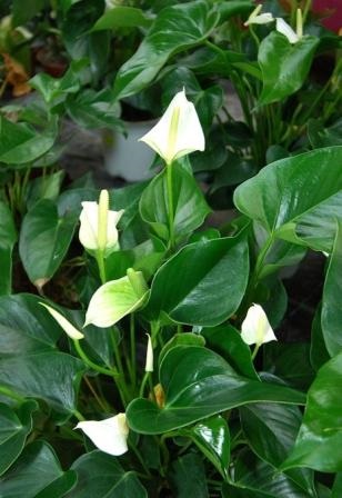 Patria unei plante de casa spathiphyllum