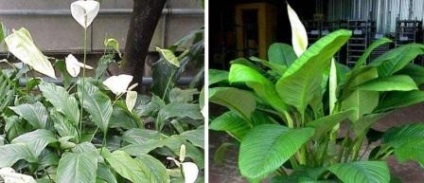 Patria unei plante de casa spathiphyllum