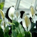 Patria unei plante de casa spathiphyllum