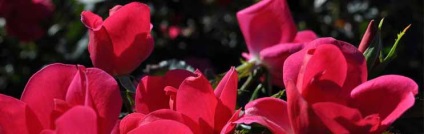 Rose bella vita cumpără răsaduri în centrul nostru de grădină la prețul pepinierii