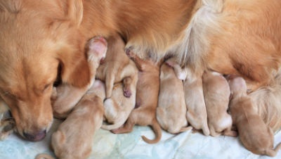 Nașterea căței și eliberarea nașterii după naștere - 11 mai 2016 - un câine sănătos