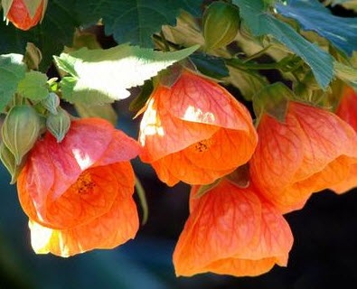 Specii de grădină și soiuri de abutilon