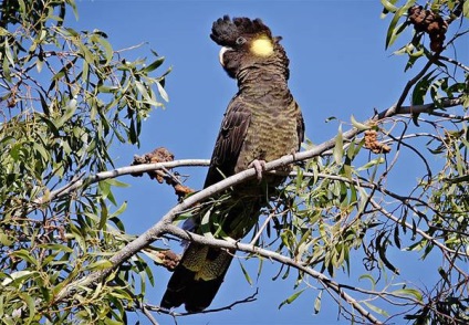 Cel mai mare papagal al fotografiei, cei mai mari papagali din lume, vaza de papagal cinic Amazon cu fața în galben