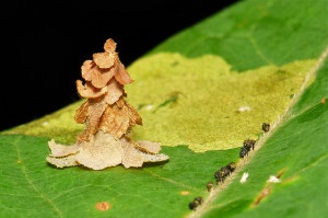 Cele mai frumoase insecte din natură