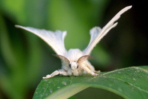 Cele mai frumoase insecte din natură