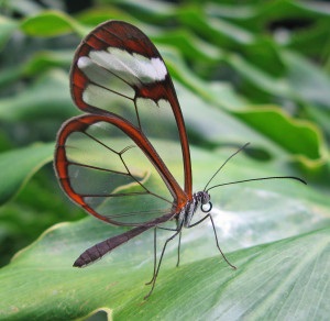 Cele mai frumoase insecte din natură