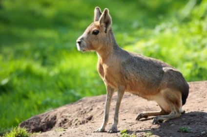 Cele mai neobișnuite animale de pe planetă (32 fotografii video)