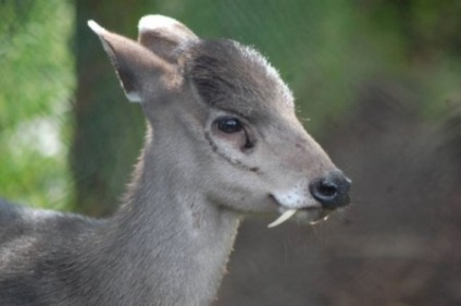 Cele mai neobișnuite animale de pe planetă (32 fotografii video)