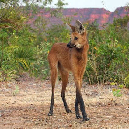 Cele mai neobișnuite animale de pe planetă (32 fotografii video)