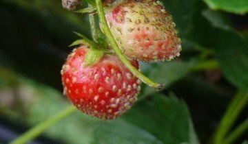Най-често срещаните вредители ягода и ефективни методи за