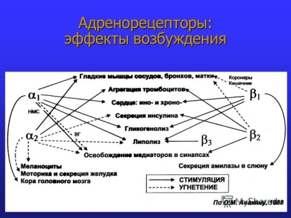 Cel mai stresant hormon este adrenalina, inteligent