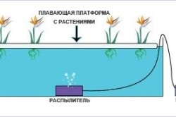 Hidroponica acasă și plantele crescânde