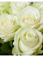 Puieți de trandafir bela vita pentru a cumpăra în Moscova și regiunea Moscova
