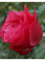 Puieți de trandafir bela vita pentru a cumpăra în Moscova și regiunea Moscova
