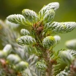 Secretele de plantare alune, sfaturi pentru un horticulturist