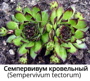 Sempervivum (sempervivum)