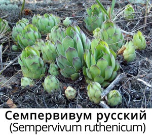 Sempervivum (sempervivum)