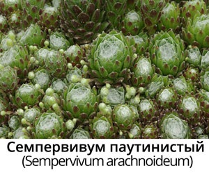 Sempervivum (sempervivum)