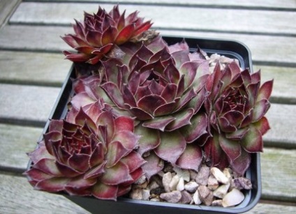 Sempervivum de îngrijire, fotografie, tipuri și boli ale sempervivum