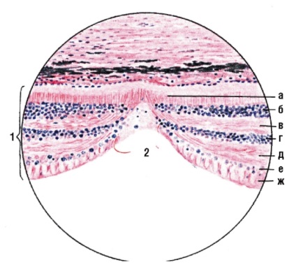 Sistemul senzorial (organele senzoriale)