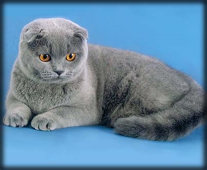 Scottish Fold - cat club eurázsia