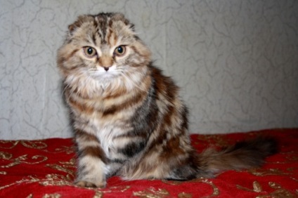 Scottish Fold - club de pisici eurasia