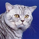 Scottish Fold - club de pisici eurasia