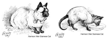 Sziámi macska vagy sziámi - Don Sphynx patkány