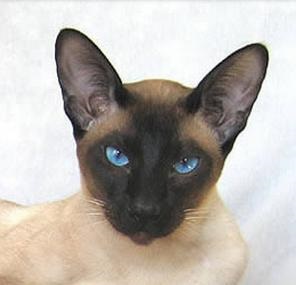 Pisica Siamese sau siamese - șobolan Don Sphynx