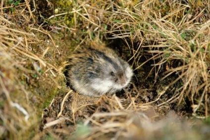 Siberian Lemming Descriere, Reproducere, Nutriție